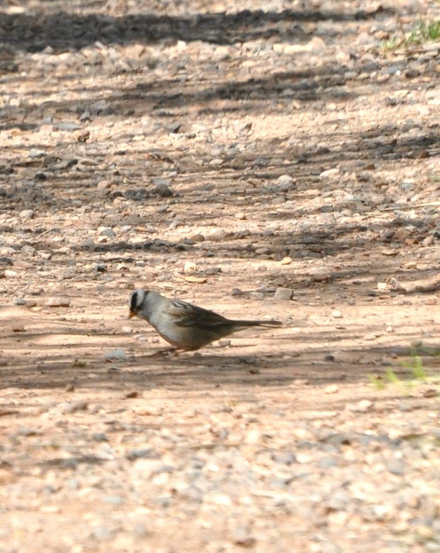 White-crowned Sparrow - ML618956881
