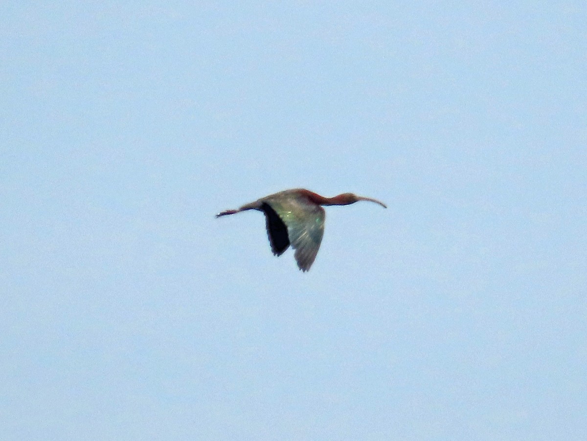 ibis hnědý - ML618956891