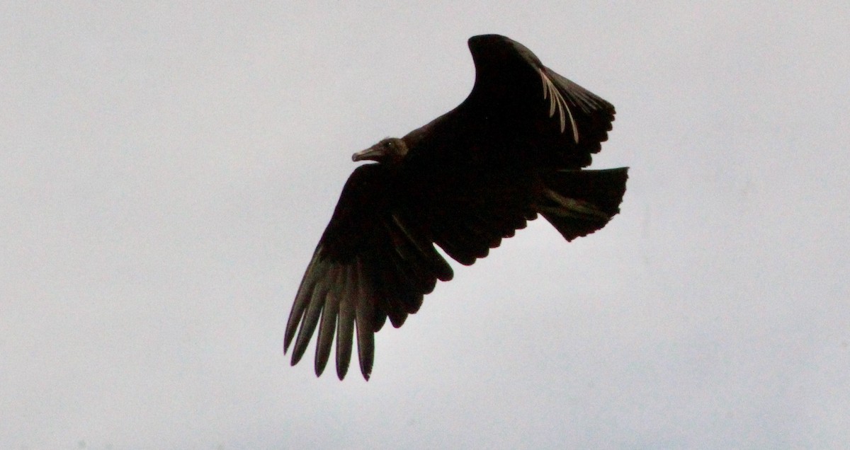 Black Vulture - Carole Swann