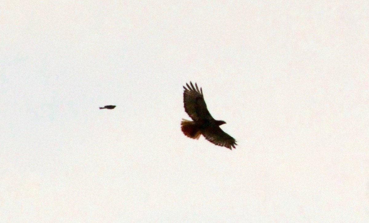 Red-tailed Hawk - Carole Swann