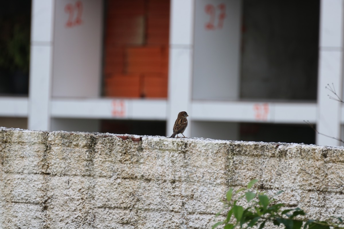 House Sparrow - Henrique Ressel