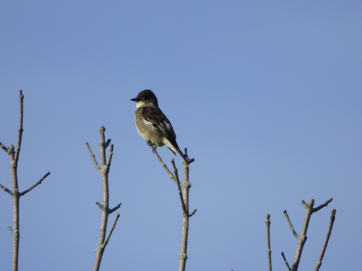 Olive-sided Flycatcher - Quinn F.
