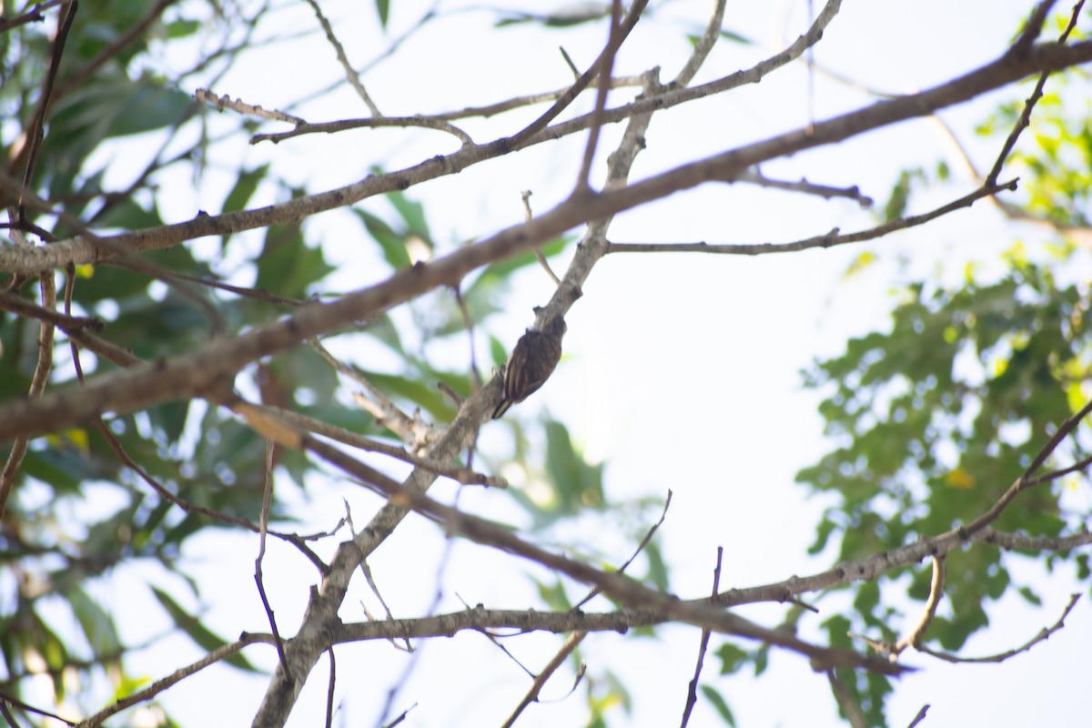 Scaled Piculet - ML618956930