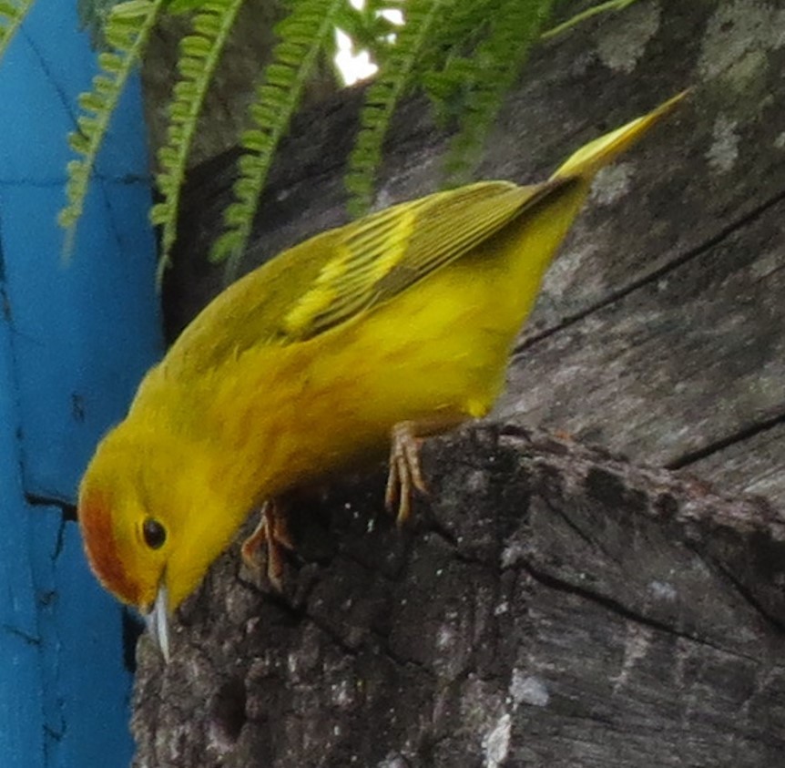 Yellow Warbler (Galapagos) - ML618956936