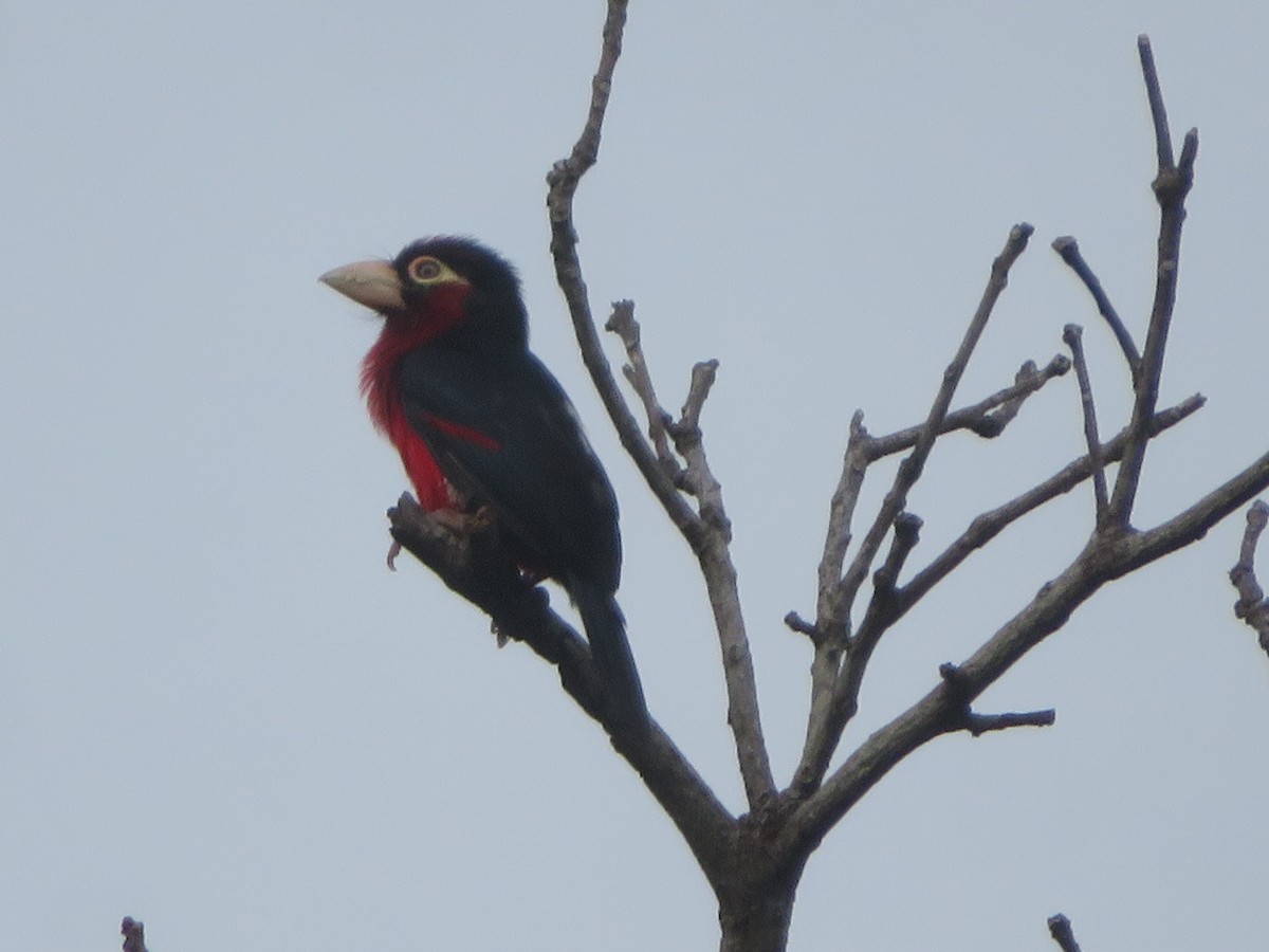 Double-toothed Barbet - ML618957017