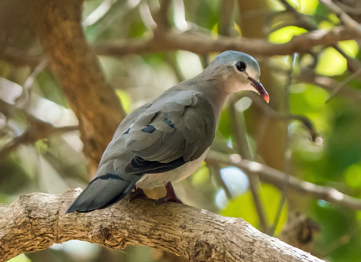 Blue-spotted Wood-Dove - ML618957020