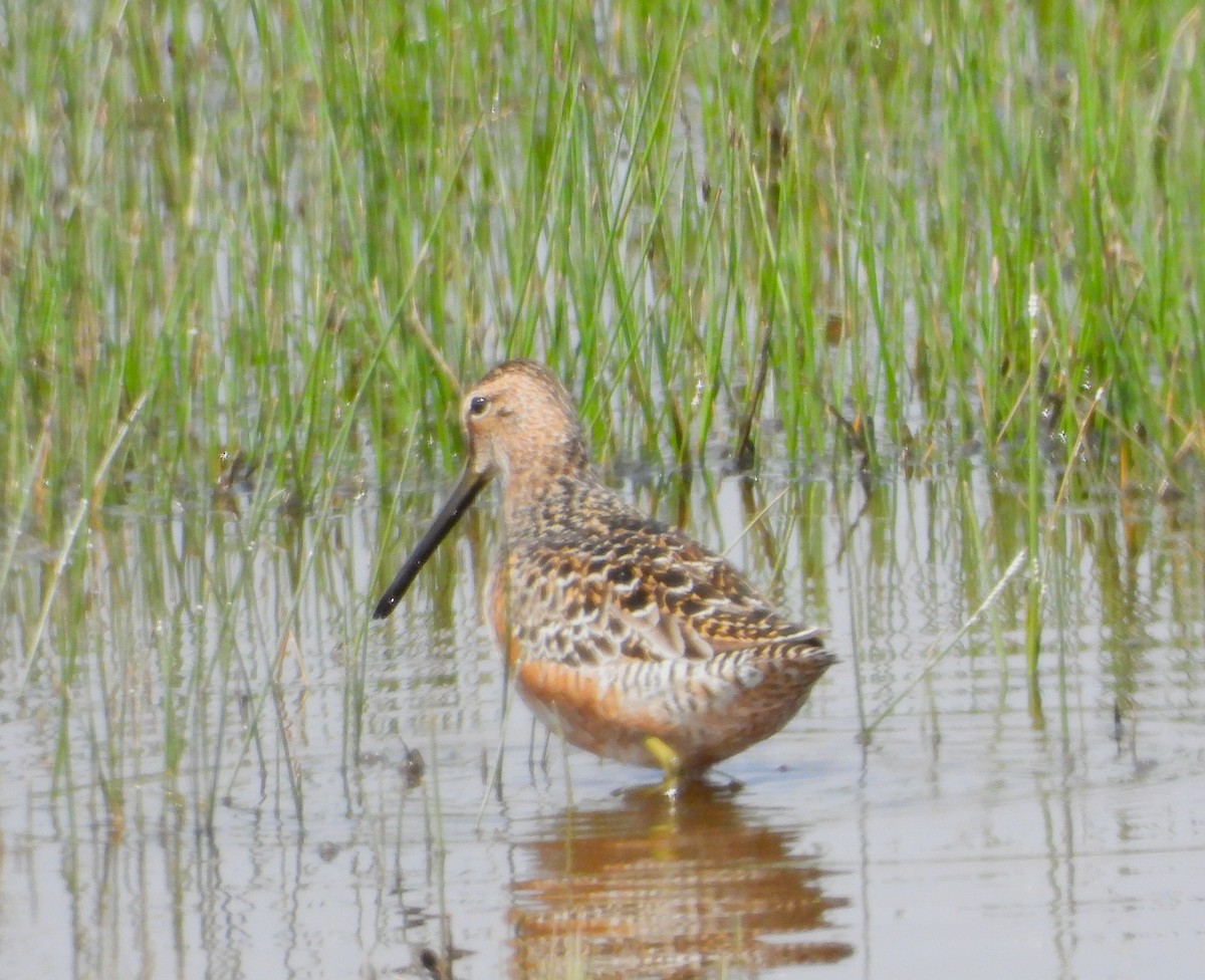 Long-billed Dowitcher - ML618957031
