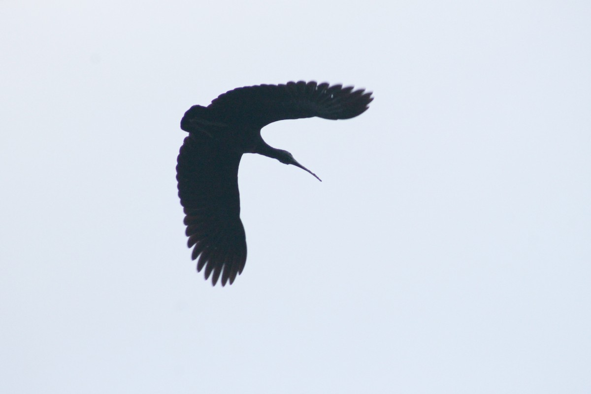ibis zelený - ML618957033