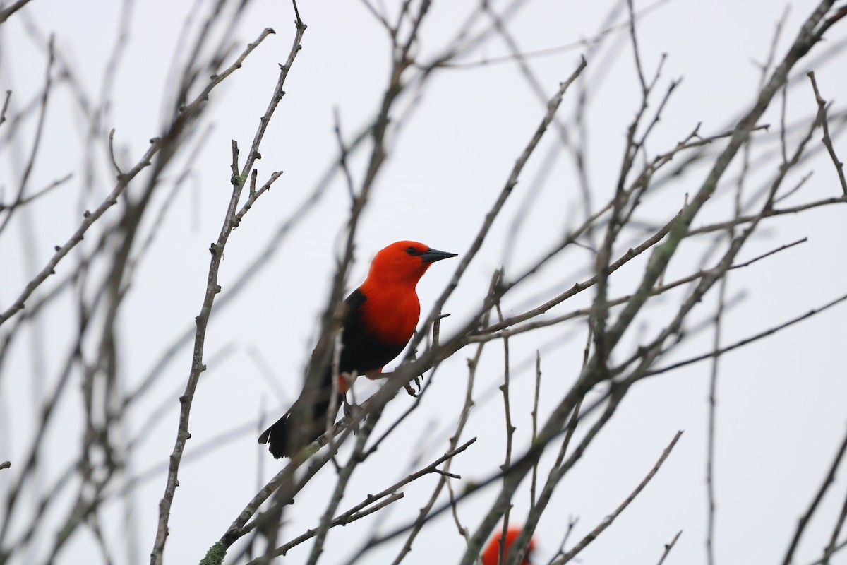 Scarlet-headed Blackbird - ML618957079