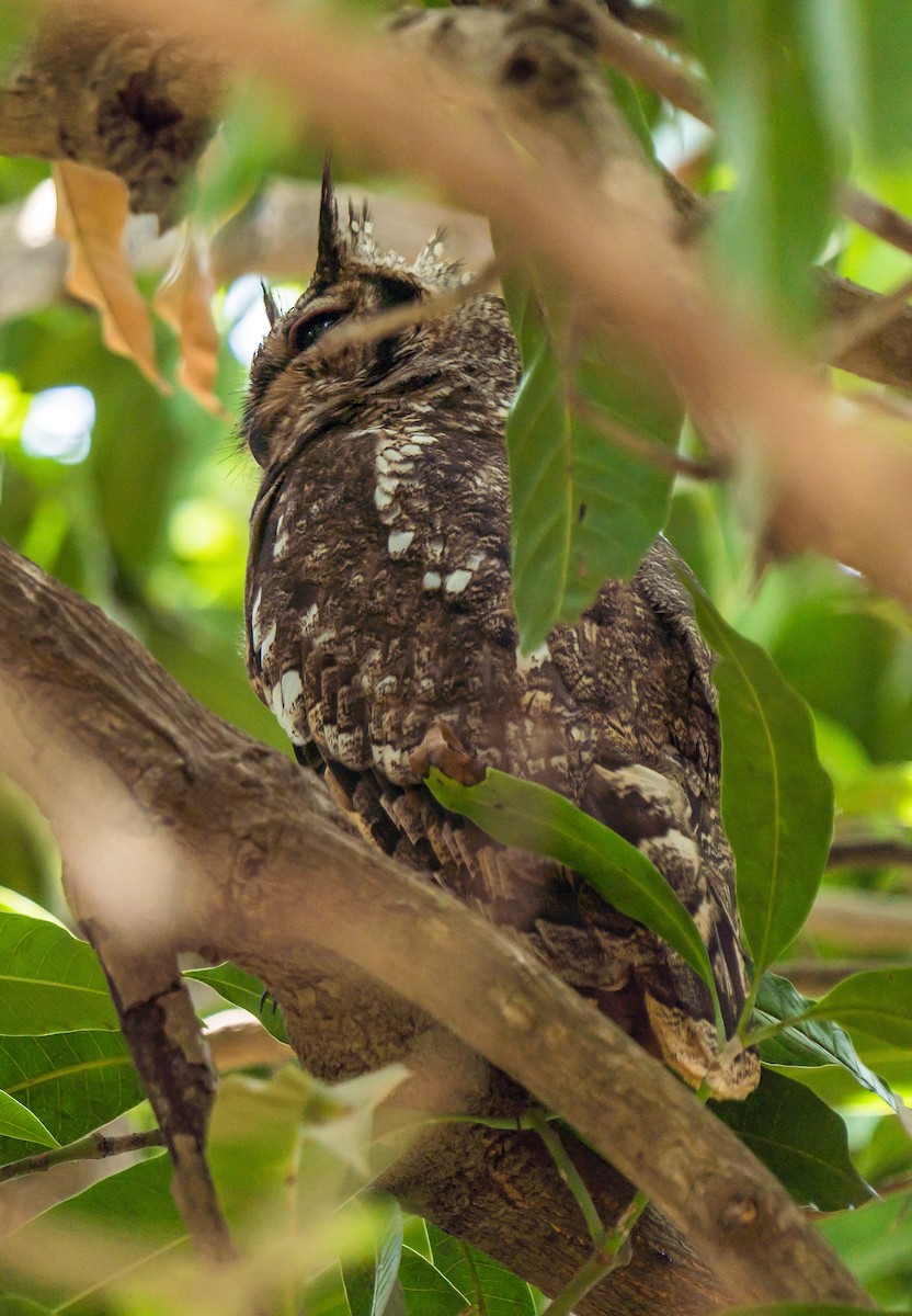 Grayish Eagle-Owl - ML618957180