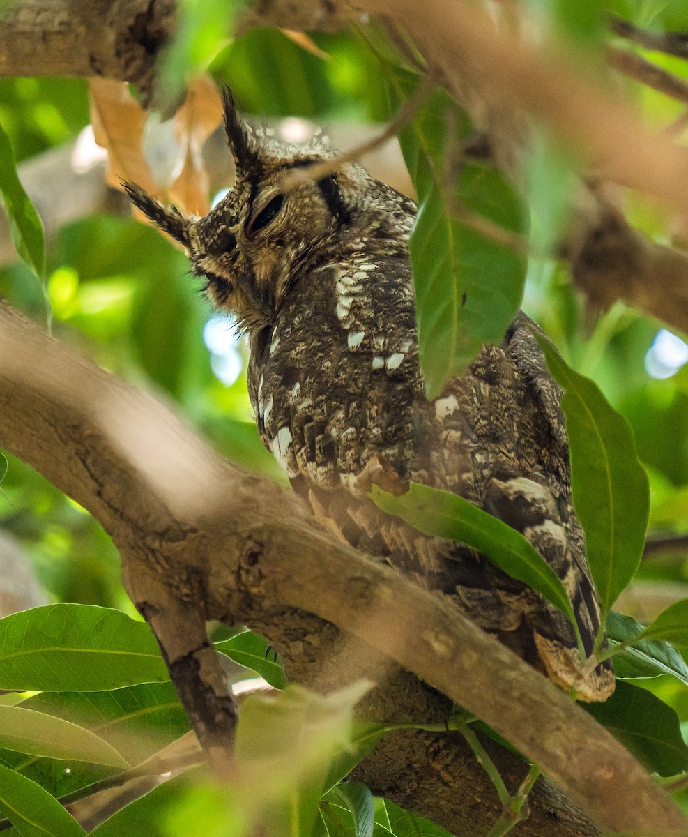 Grayish Eagle-Owl - ML618957181