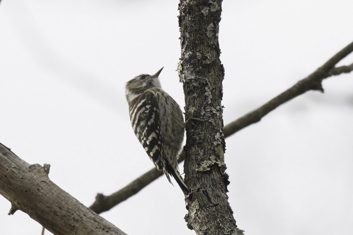 Japanese Pygmy Woodpecker - ML618957219