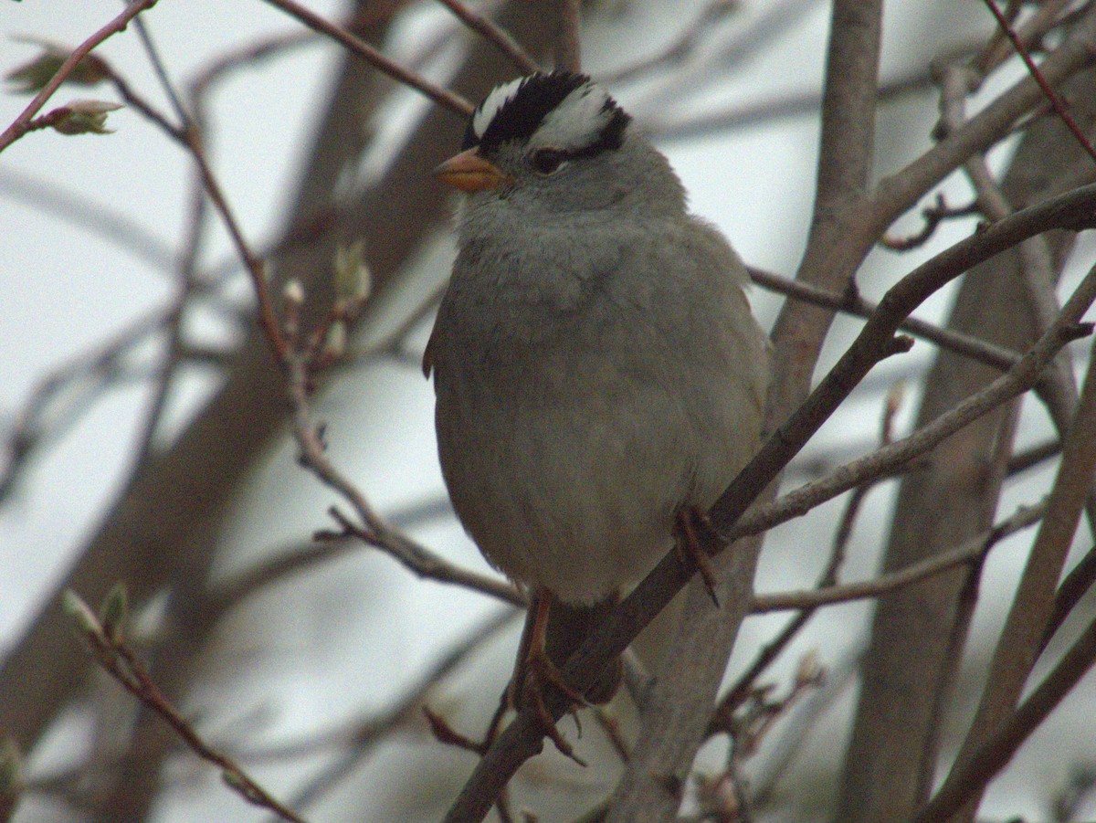 White-crowned Sparrow - ML618957246