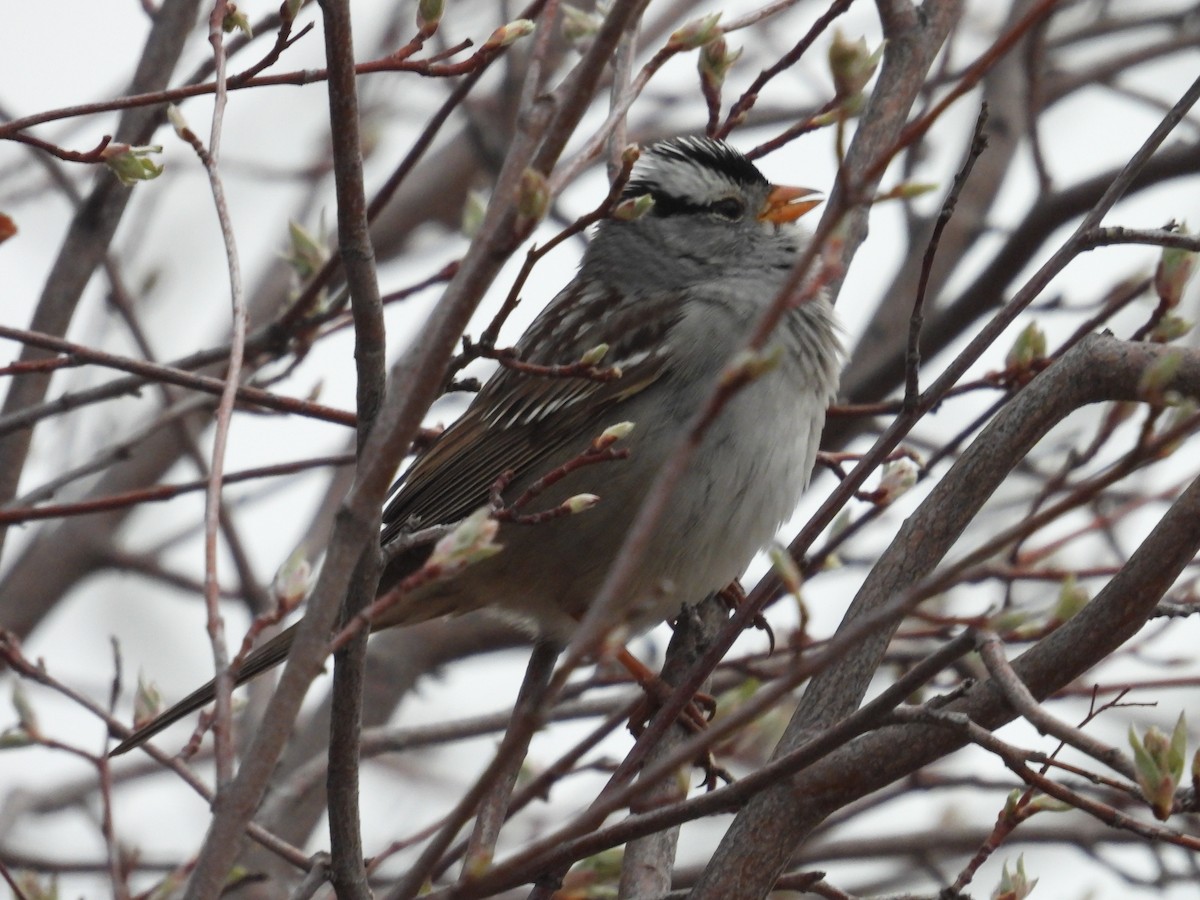 White-crowned Sparrow - ML618957247