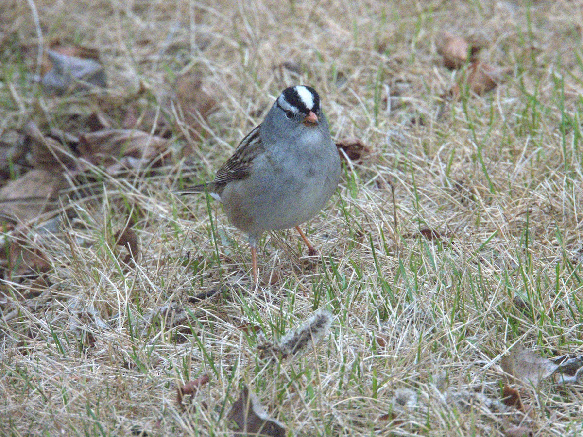 White-crowned Sparrow - ML618957249