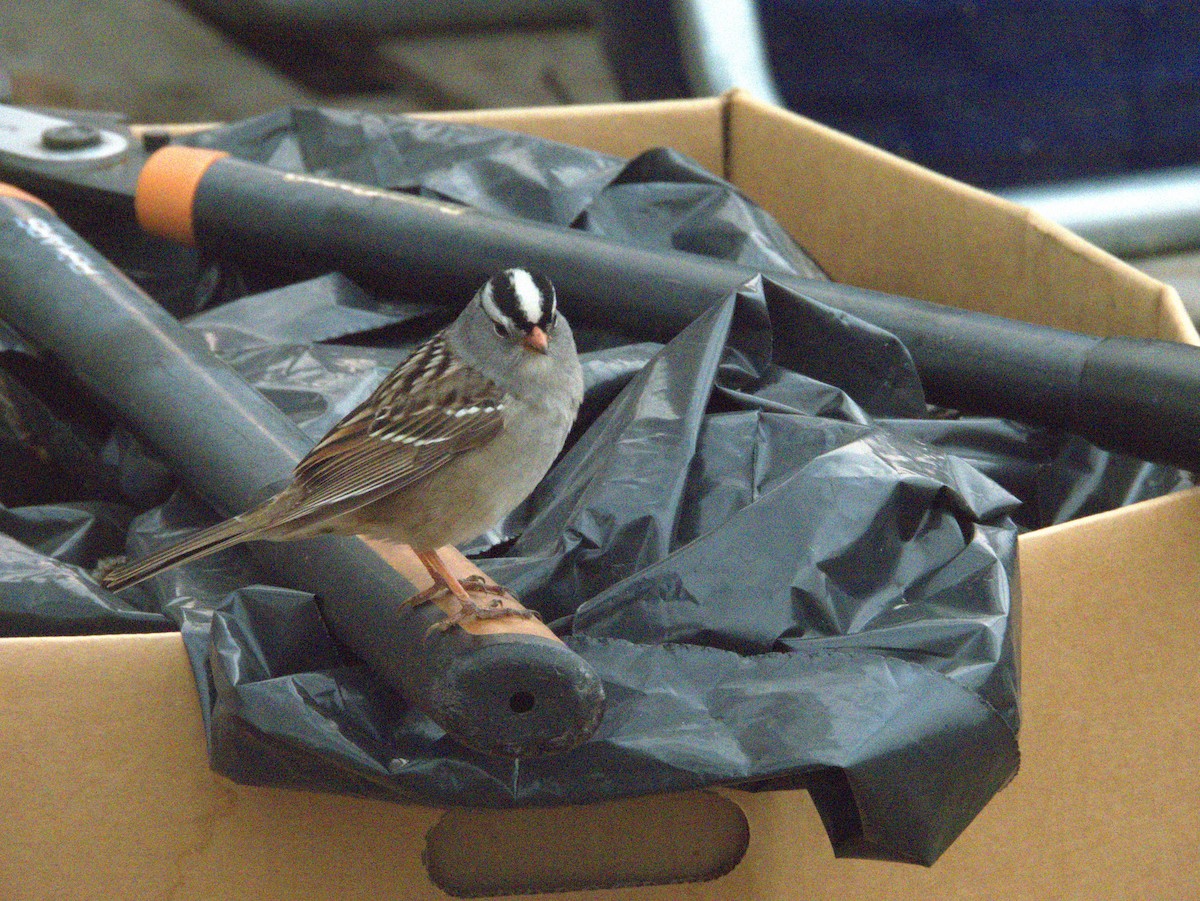 White-crowned Sparrow - ML618957250