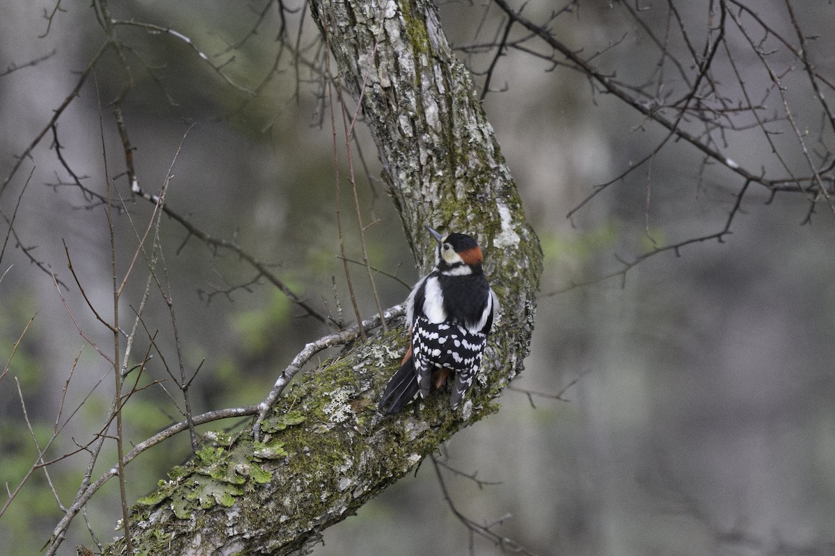 Great Spotted Woodpecker - ML618957255