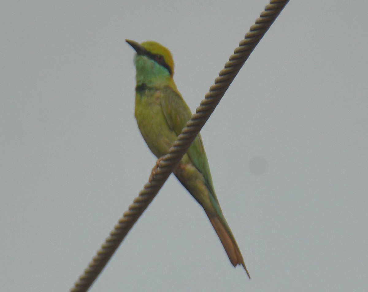 Asian Green Bee-eater - ML618957263