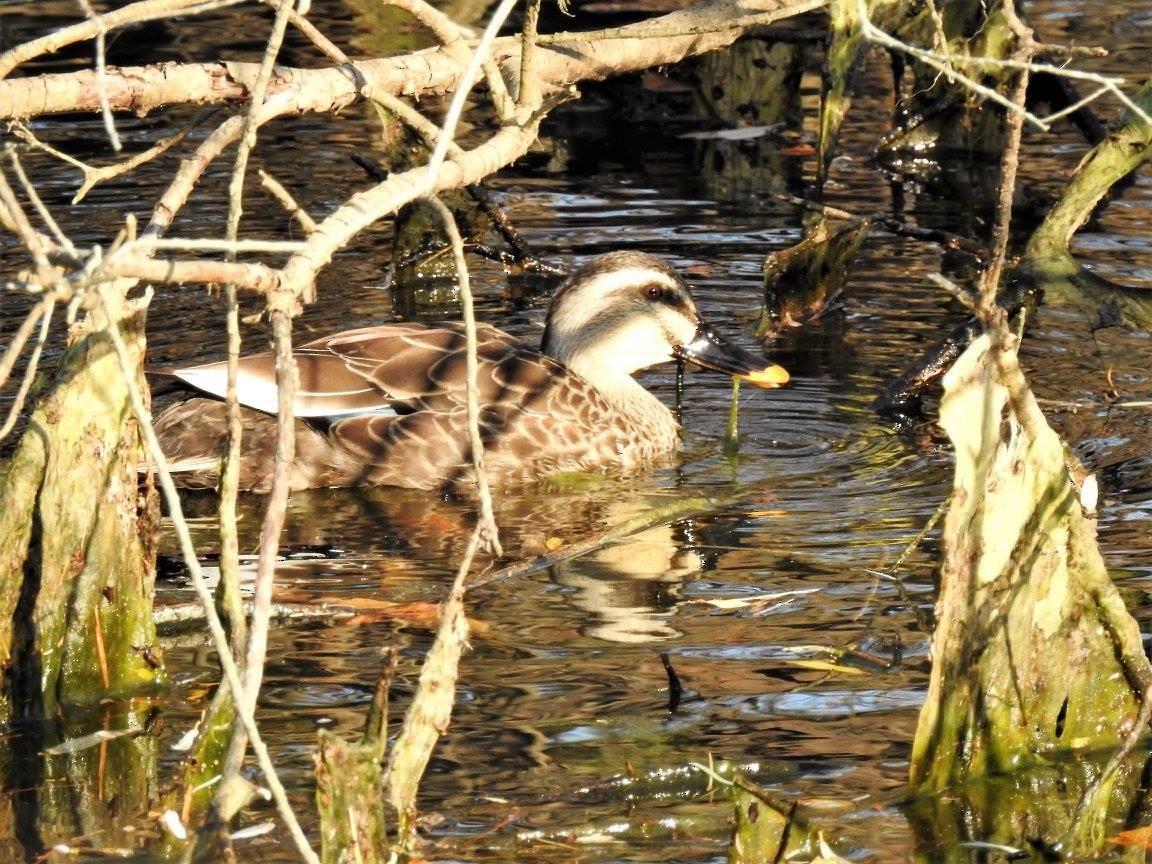 Eastern Spot-billed Duck - ML618957301