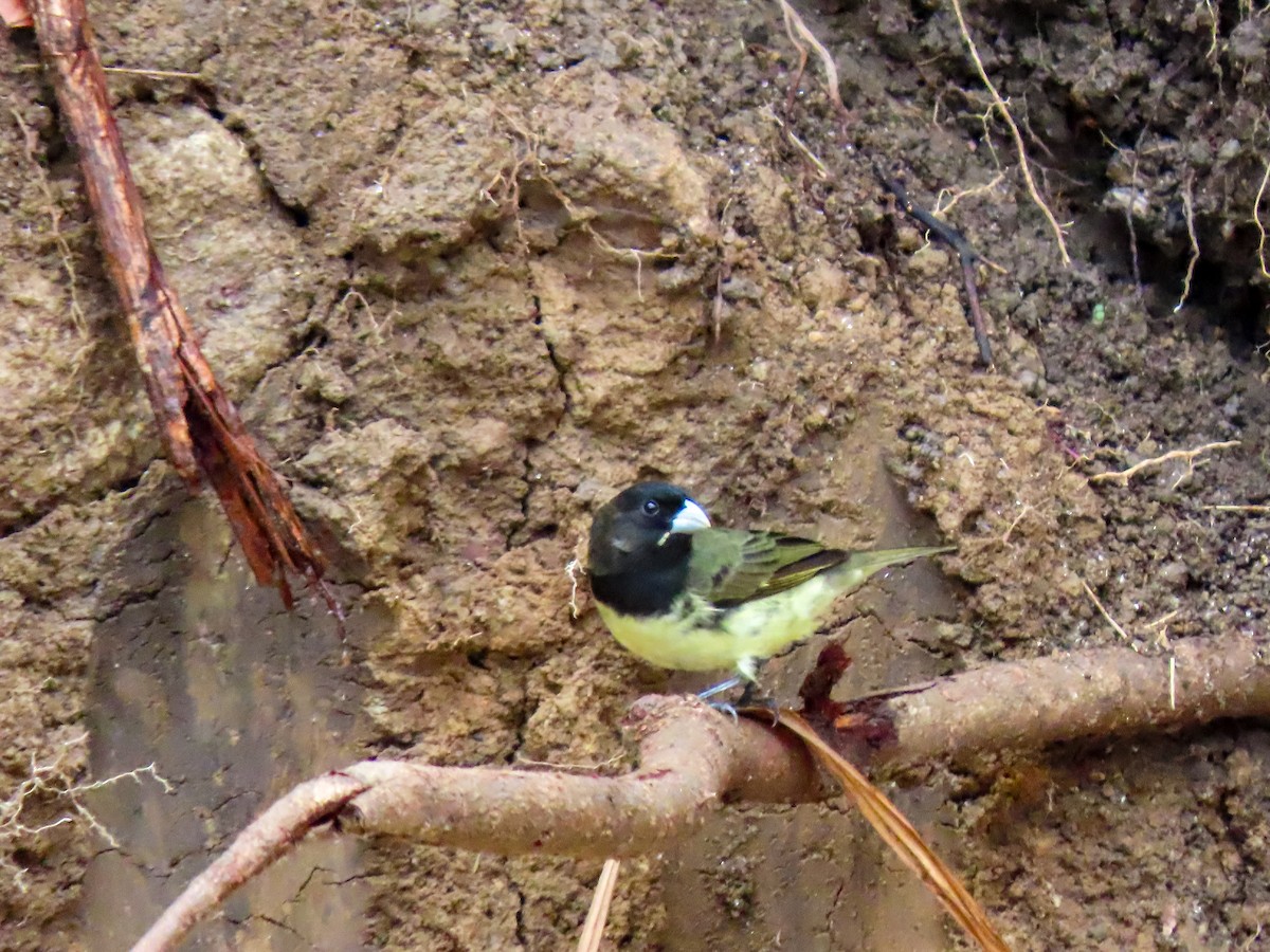 Yellow-bellied Seedeater - ML618957340