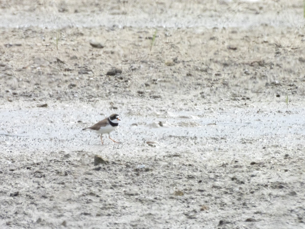 Semipalmated Plover - ML618957345