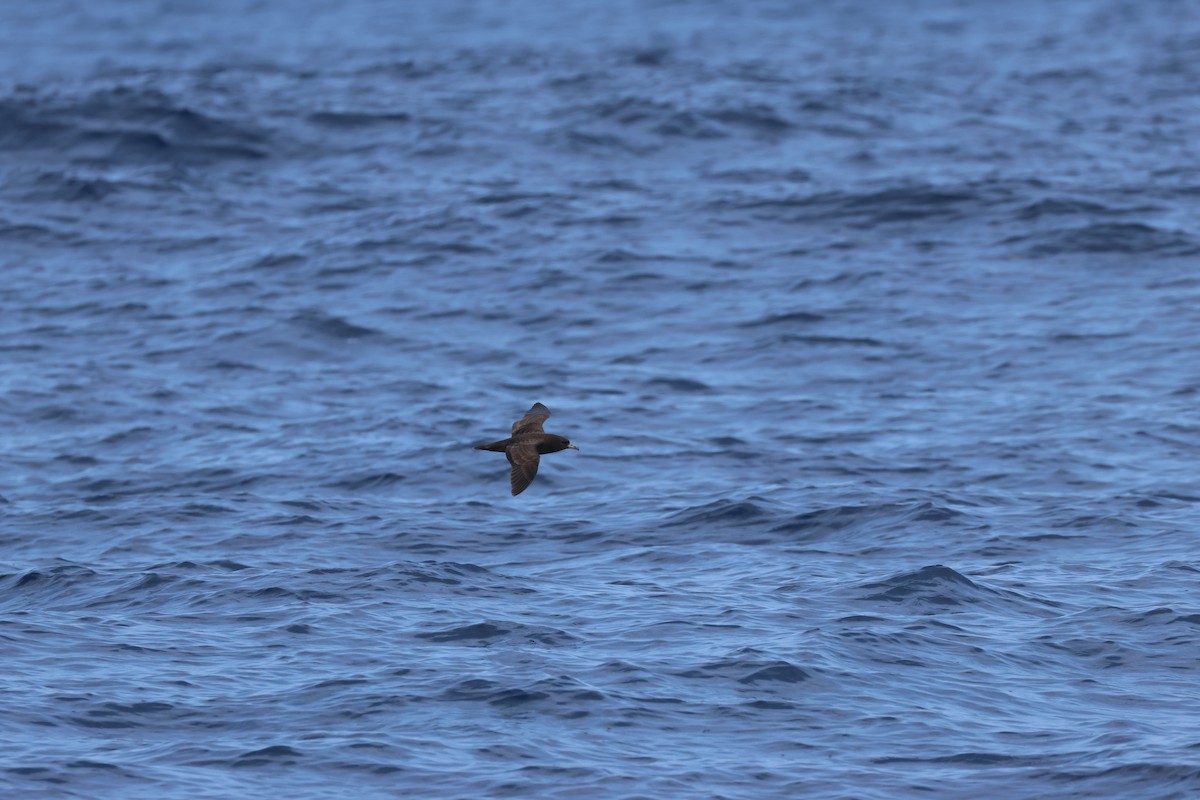 Flesh-footed Shearwater - ML618957363