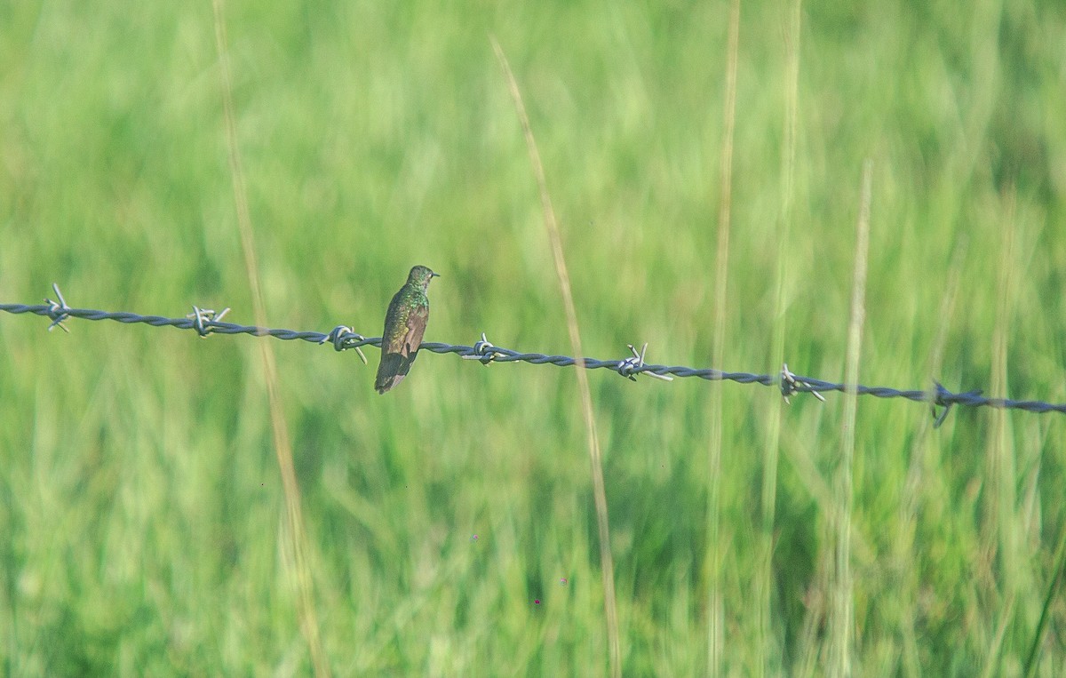 kolibřík bělořitý - ML618957414