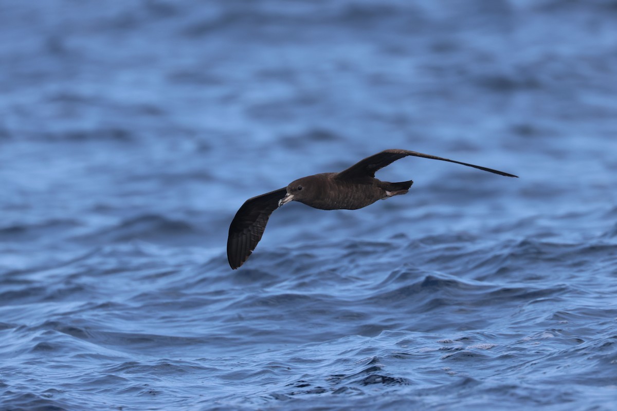 Flesh-footed Shearwater - ML618957415