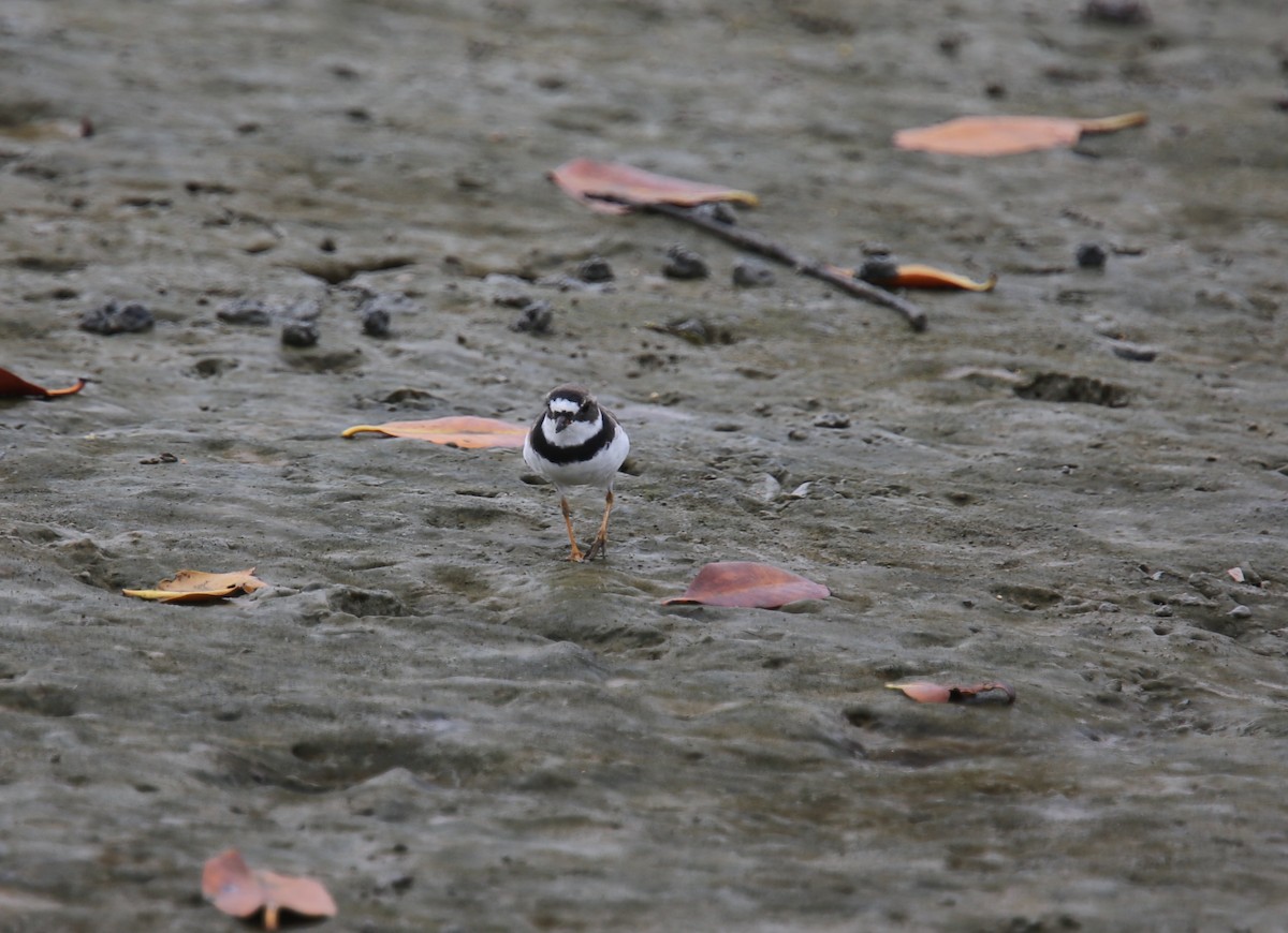 Semipalmated Plover - ML618957421