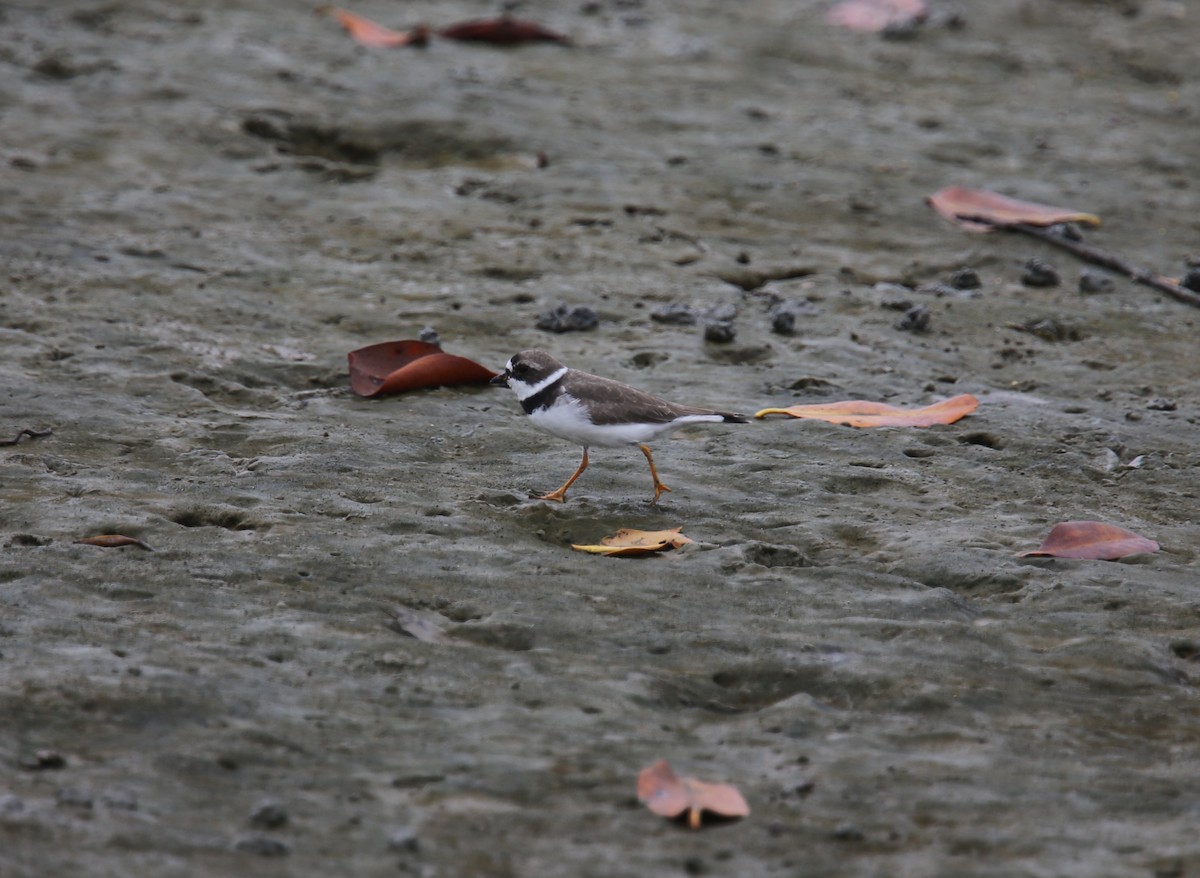 Semipalmated Plover - ML618957422