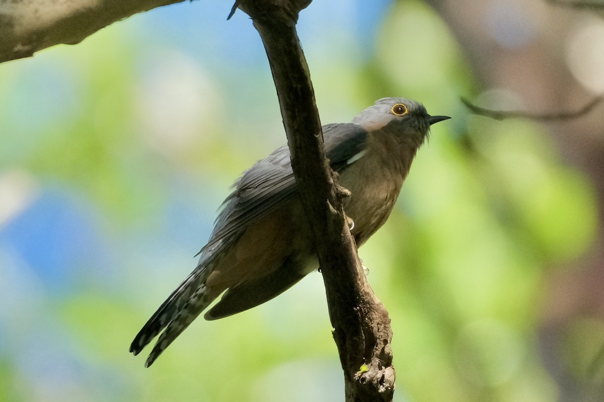 Fan-tailed Cuckoo - ML618957458