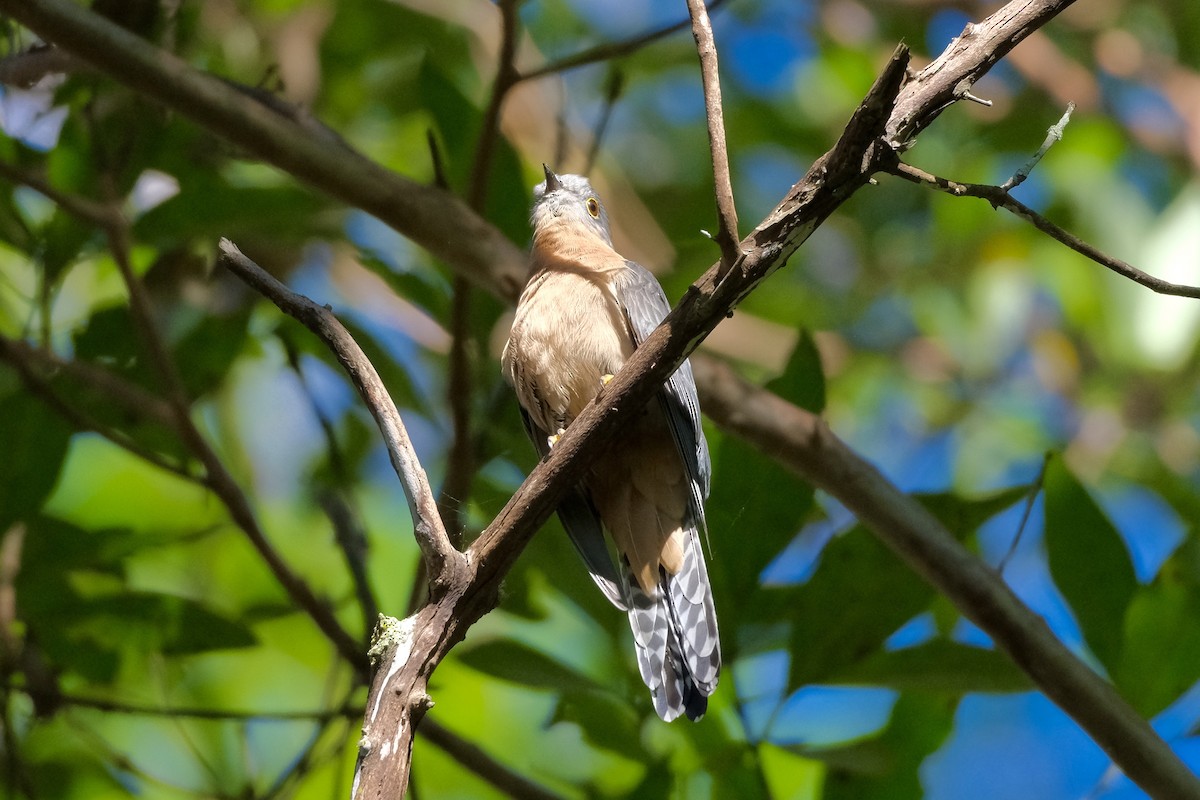 Fan-tailed Cuckoo - Adrian Brooks