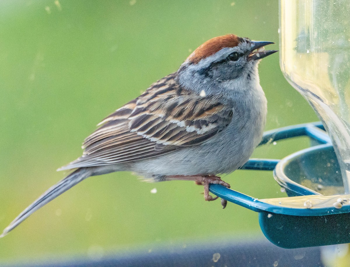 Chipping Sparrow - Therese Carroll