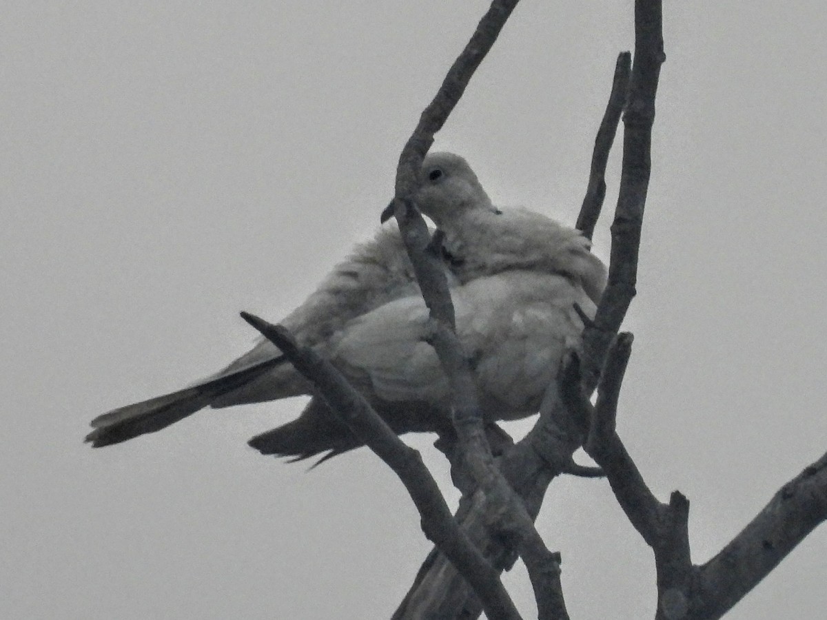 Eurasian/African Collared-Dove - ML618957544