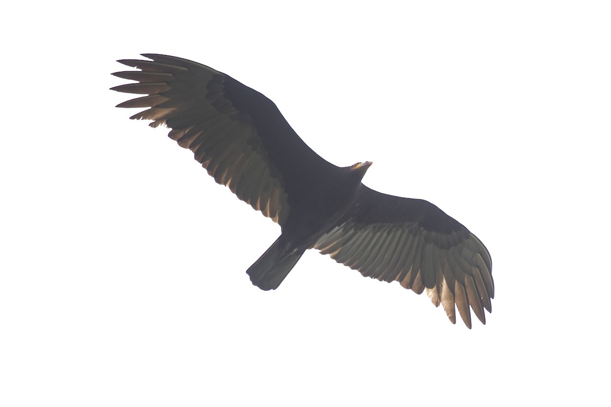 Lesser Yellow-headed Vulture - Eduardo Vieira 17