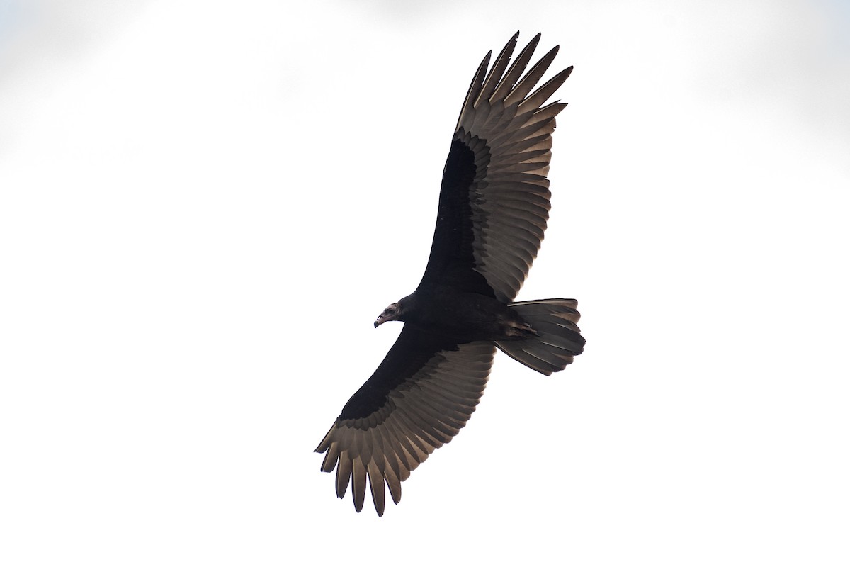 Lesser Yellow-headed Vulture - ML618957548