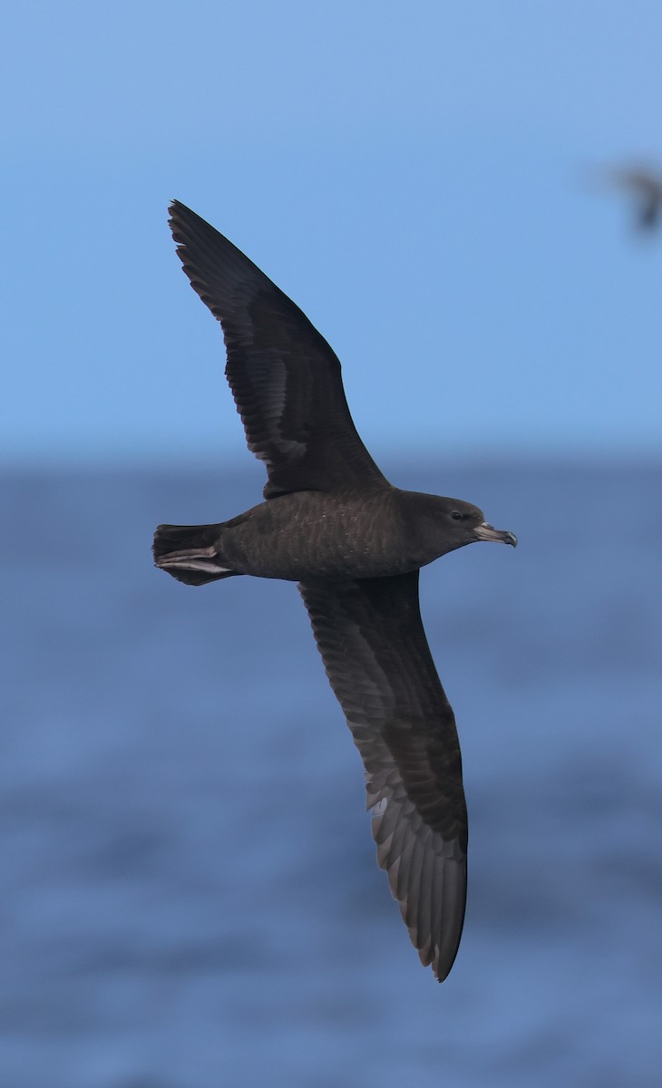 Flesh-footed Shearwater - ML618957553