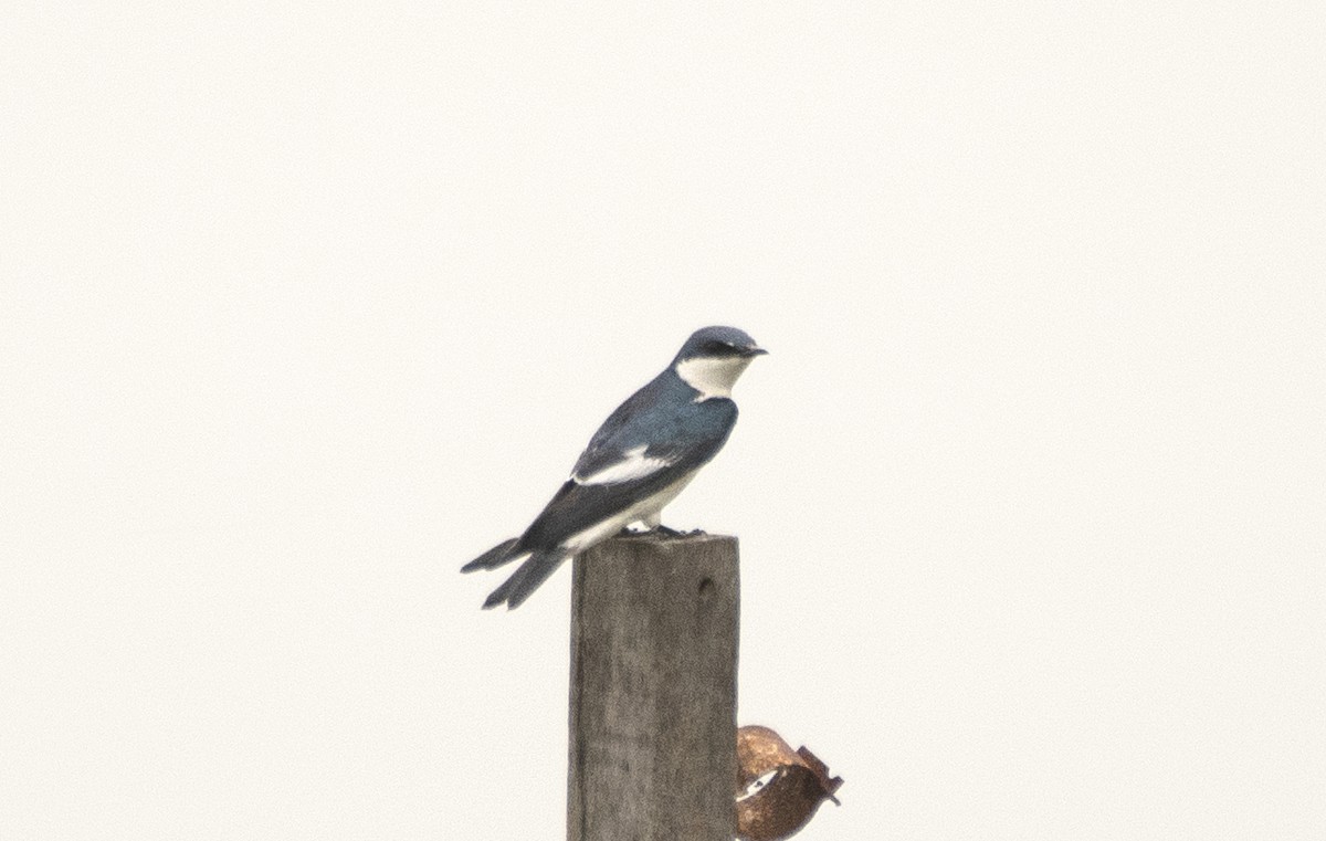 White-winged Swallow - ML618957579