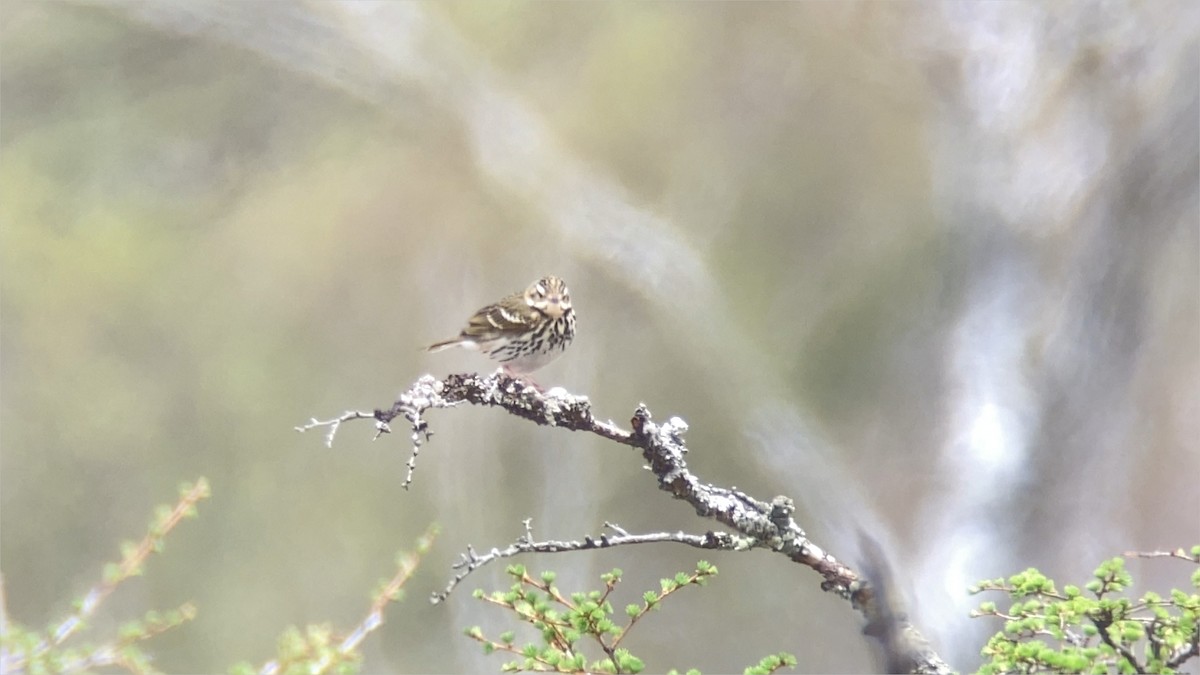 Olive-backed Pipit - ML618957580