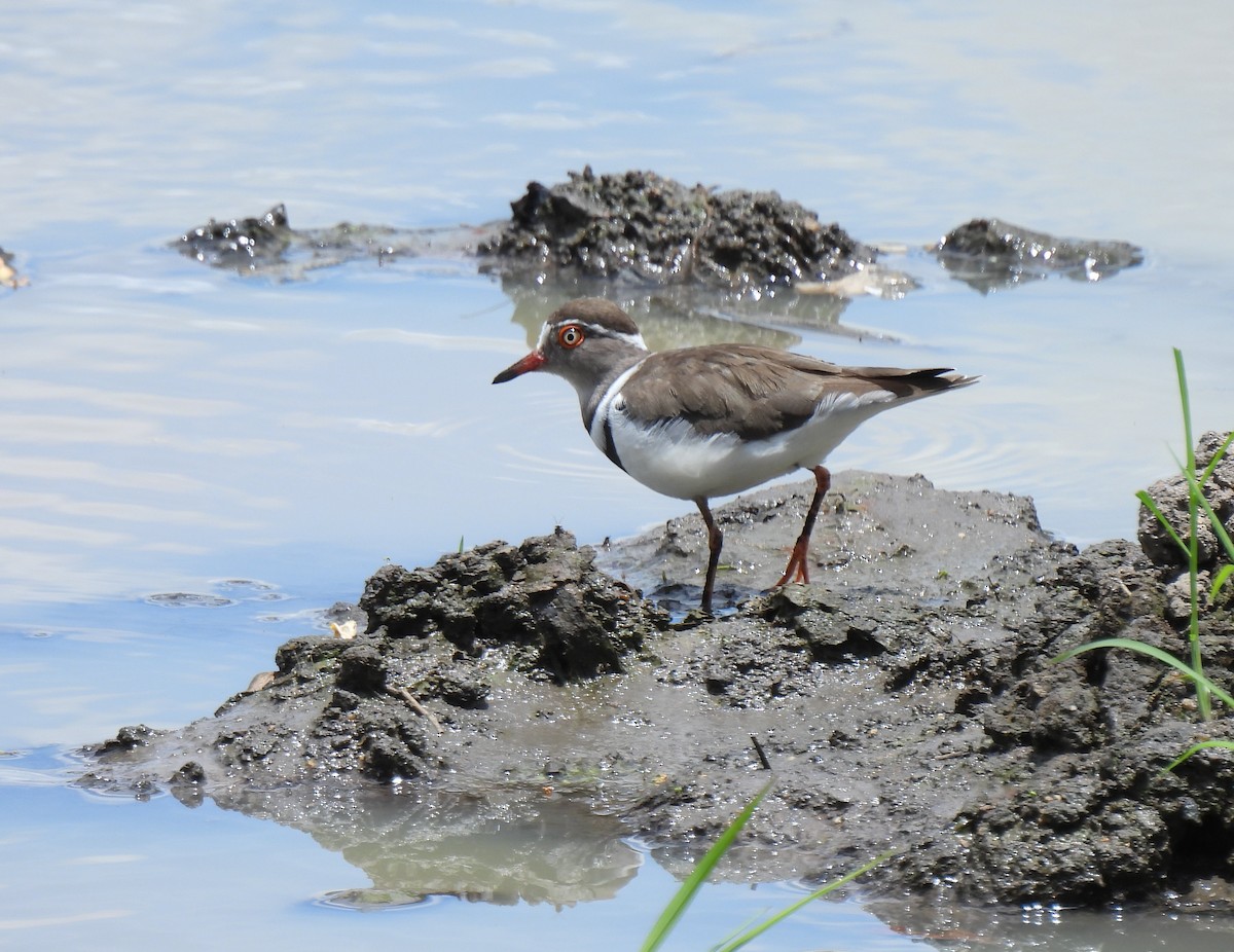 Three-banded Plover - ML618957590