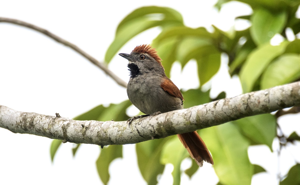 Sooty-fronted Spinetail - ML618957623