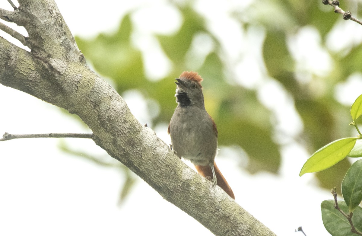 Sooty-fronted Spinetail - ML618957624