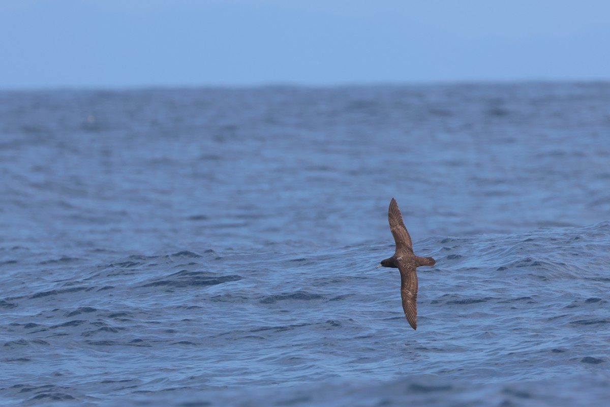 Flesh-footed Shearwater - ML618957656