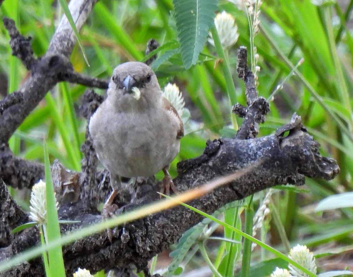 Southern Gray-headed Sparrow - ML618957663