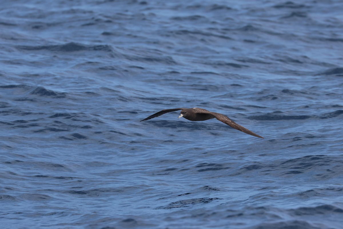 Flesh-footed Shearwater - ML618957668