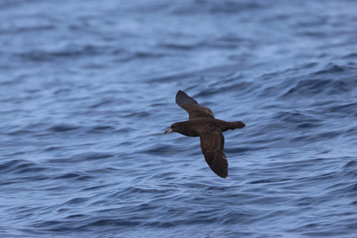 Flesh-footed Shearwater - ML618957687