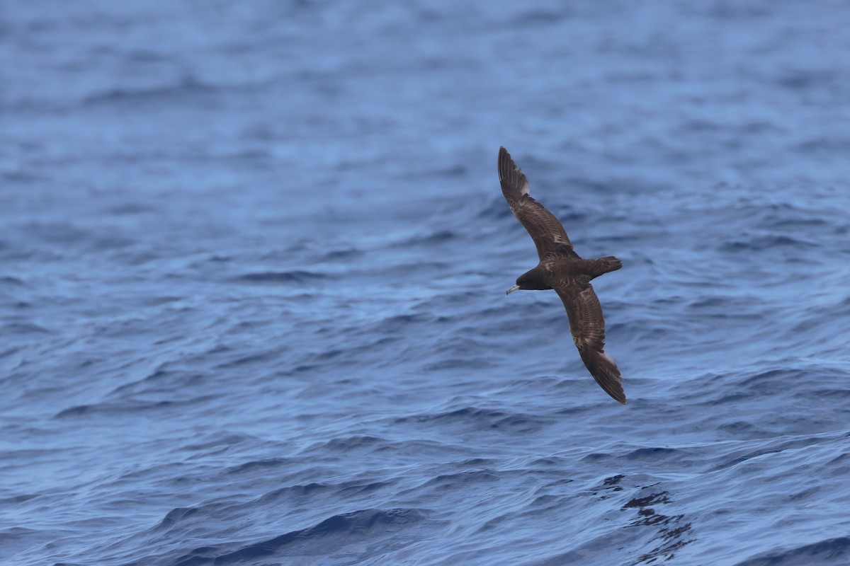 Flesh-footed Shearwater - ML618957712