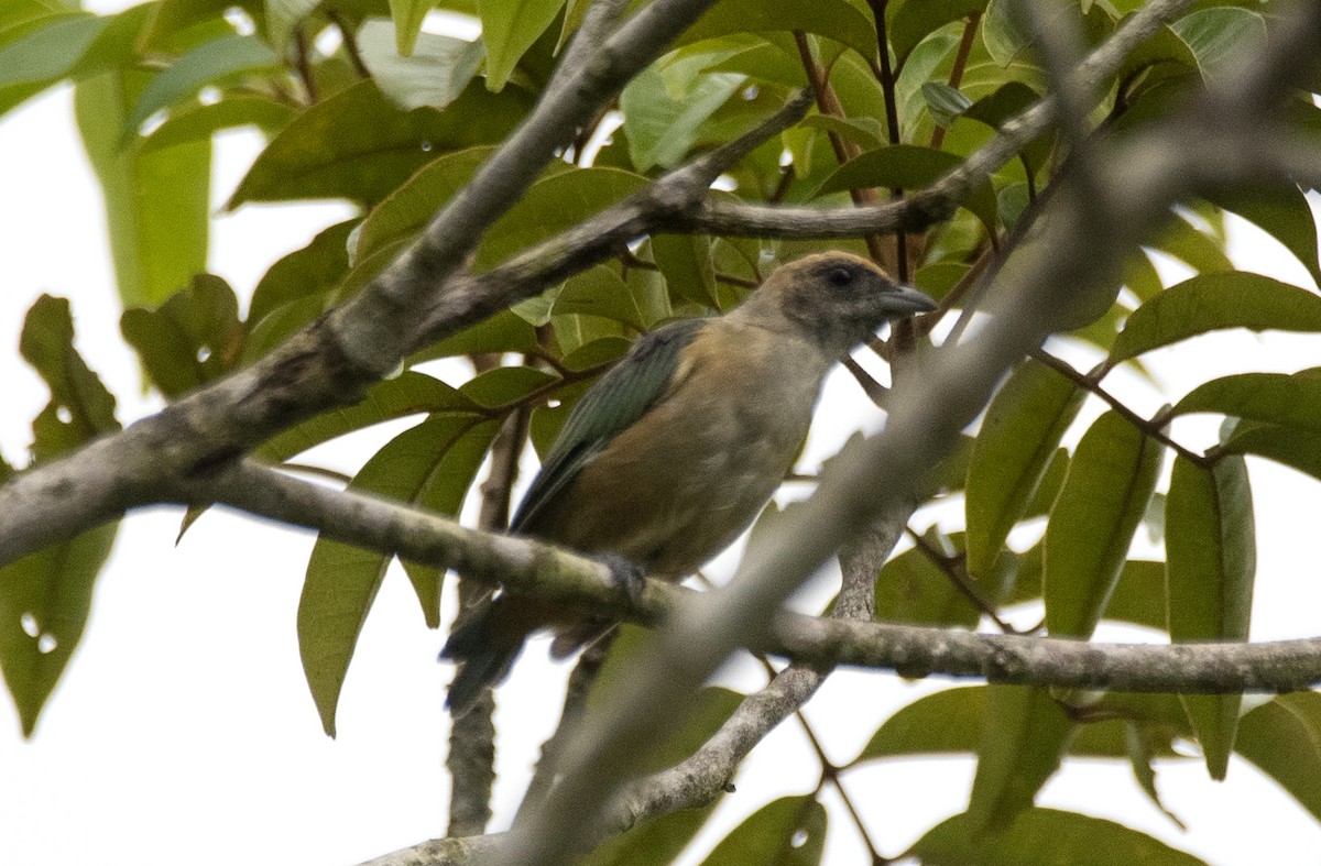 Burnished-buff Tanager - ML618957719