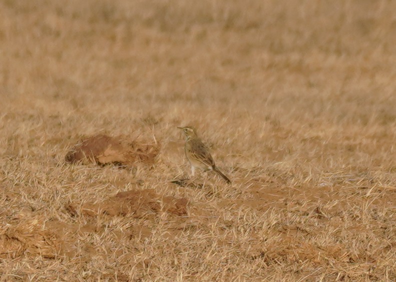African Pipit - ML618957745