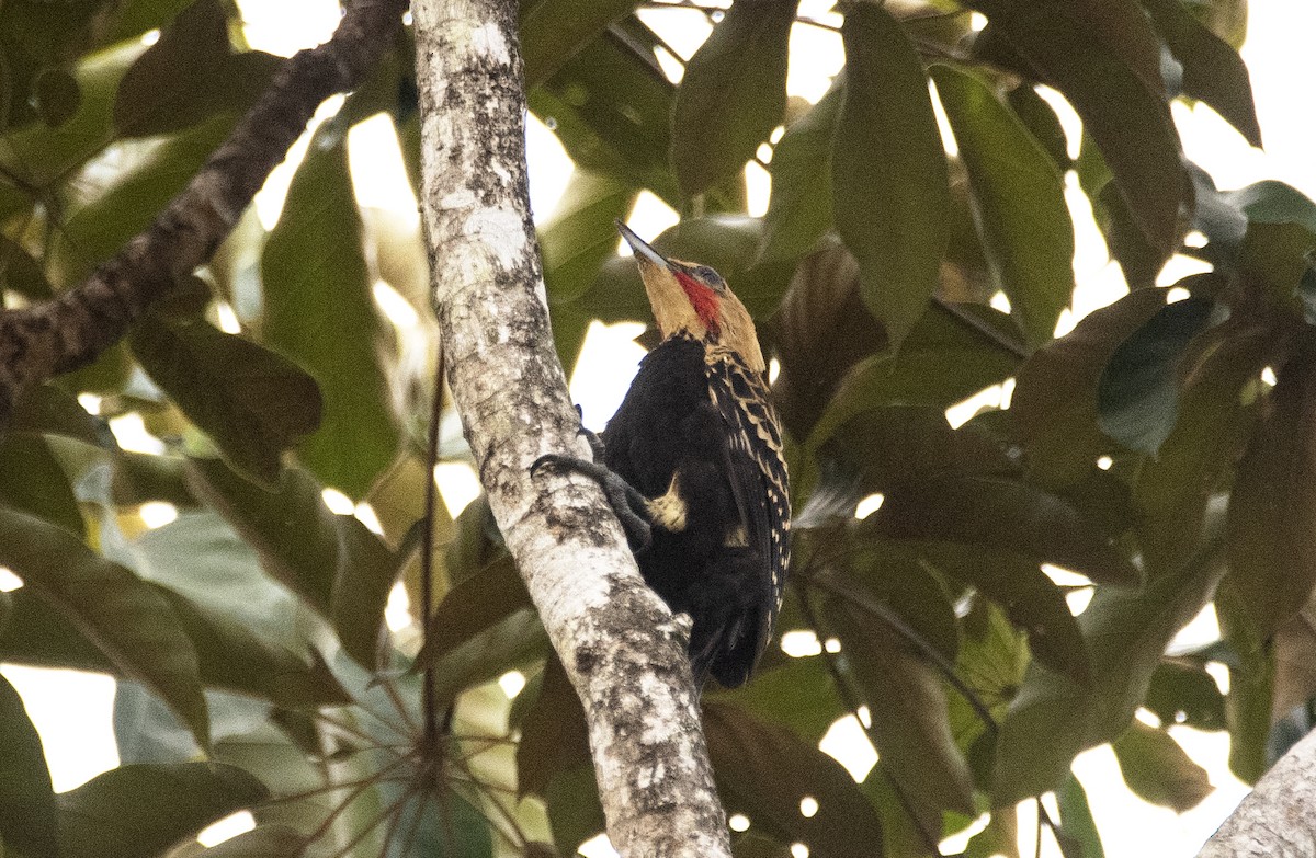 Ochre-backed Woodpecker - ML618957760